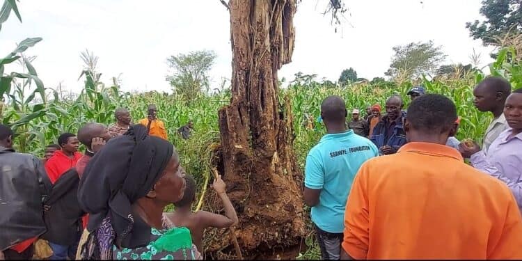 astonishment-strikes-busagula-village-as-fallen-tree-resurrects-seven-years-later-–-the-hoima-post-–-news