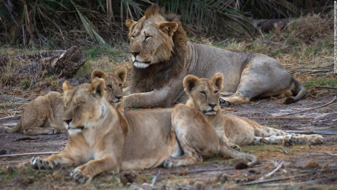 ten-lions-killed-in-kenya-as-conflict-between-humans-and-wild-animals-worsens-|-cnn